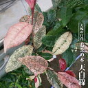 お茶の木 【天白錦】 3.5号ポット苗 挿し木 ハナヒロバリュー