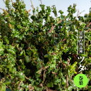 ツタ 巻葉 3.5号ポット苗 挿し木 【ハナヒロバリュー】