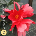 椿 苗 【アザレア椿】 3号ポット苗 挿し木 開花 7~10月 【ハナヒロバリュー】