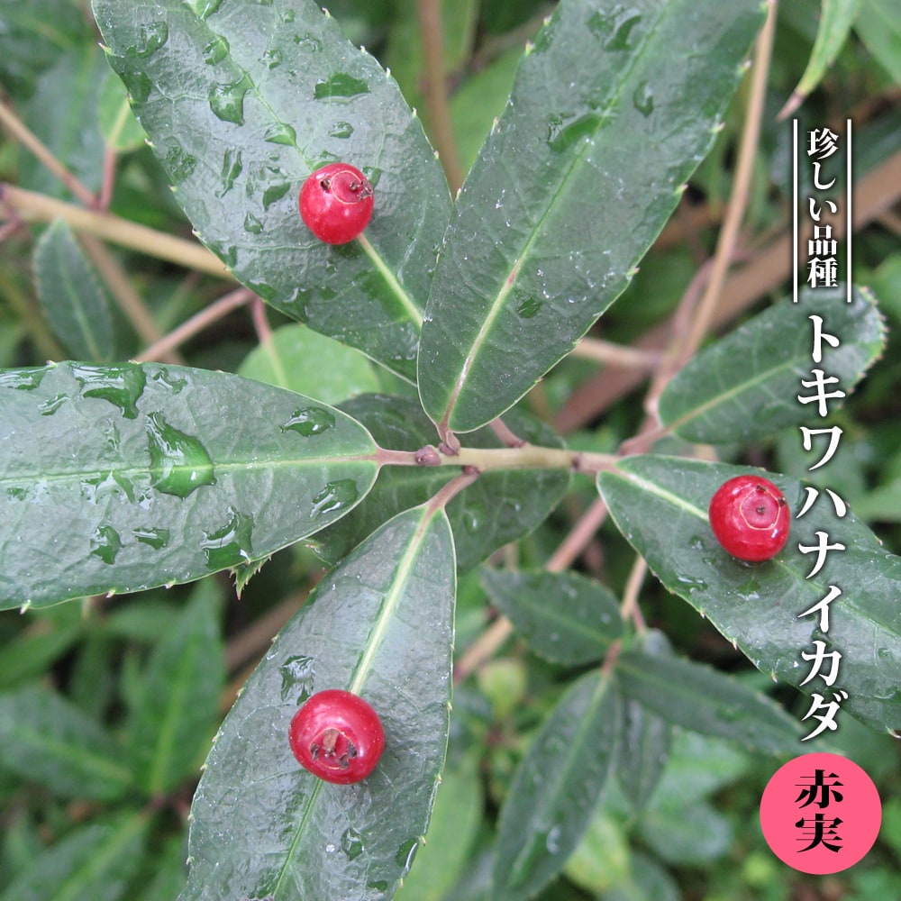 トキワハナイカダ 赤実 3.5号ポット苗 挿し木苗 雌木・雄木・オスメスセット【ハナヒロバリュー】