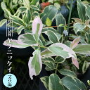 楽天市場 香りの良い月桂樹 ローリエ ポット苗 苗木部 By 花ひろばオンライン みんなのレビュー 口コミ 楽天市場 香りの良い月桂樹 ローリエ ポット苗 苗木部 By 花ひろばオンライン みんなのレビュー 口コミ