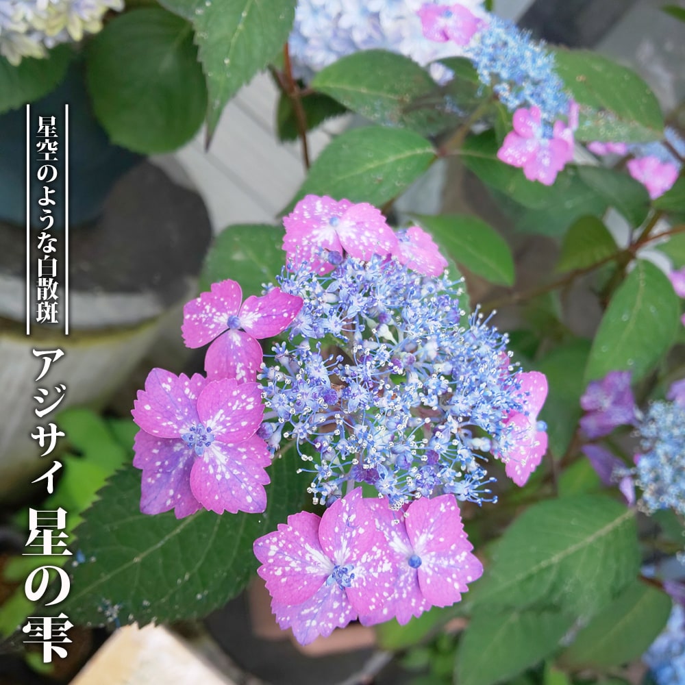 楽天市場】星咲きあじさいの通販 楽天市場】星咲きあじさいの通販