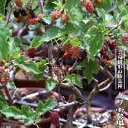 クワ 【雲竜】 3.5号ポット苗 挿し木 【ハナヒロバリュー】