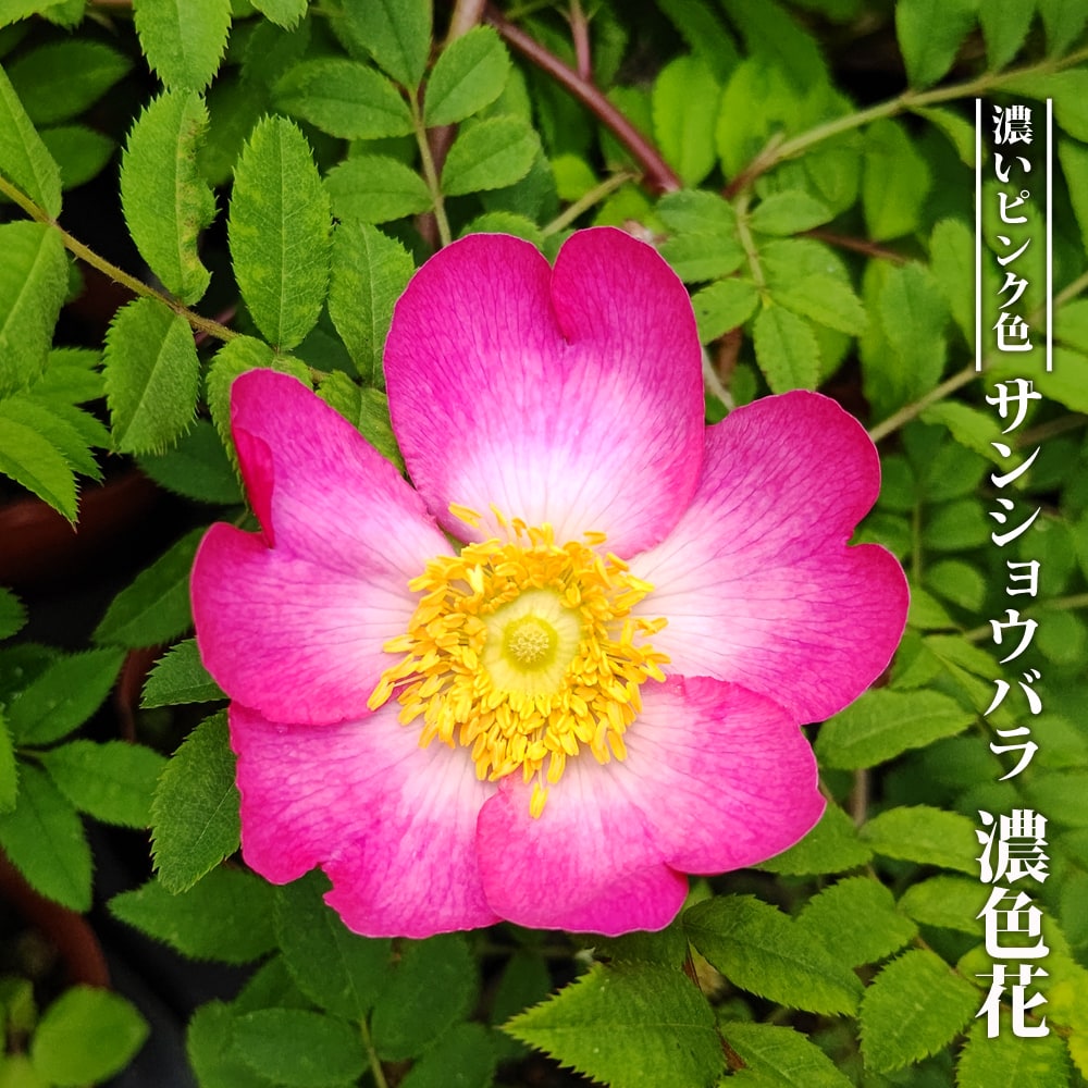 バラ【サンショウバラ 濃色花】 3号ポット苗 挿し木 【ハナヒロバリュー】のサムネイル