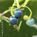 ルリビョウタン 3.5号ポット苗 挿し木 【ハナヒロバリュー】