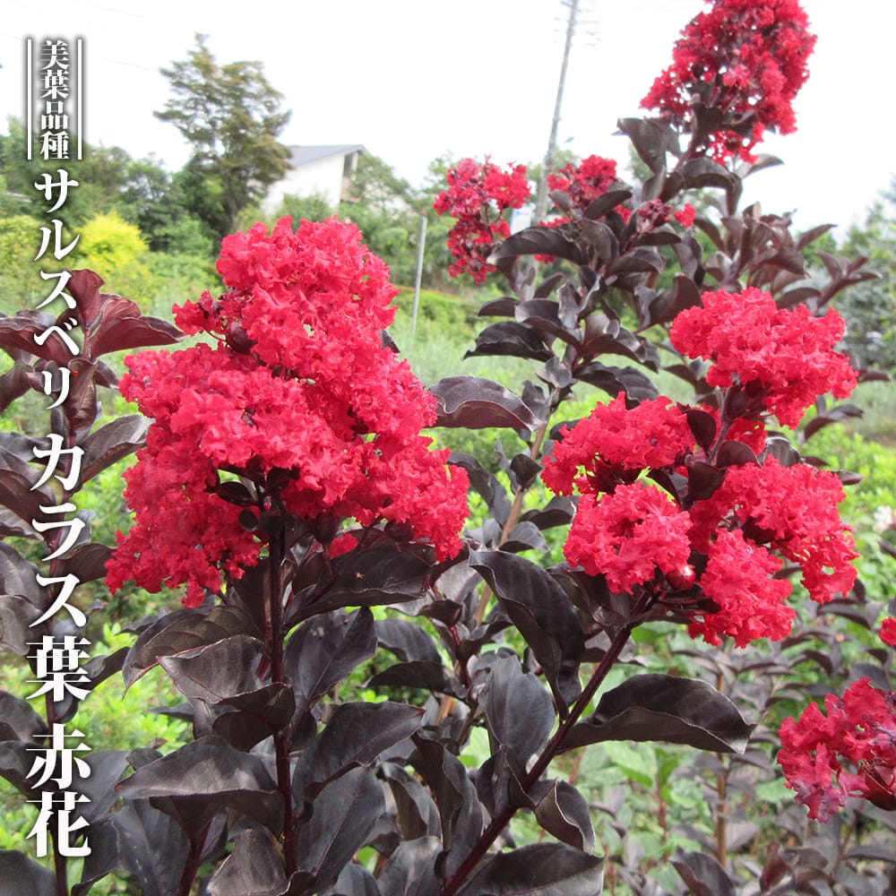 サルスベリ 【カラス葉 赤花】 3号ポット苗 挿し木 【ハナヒロバリュー】のサムネイル