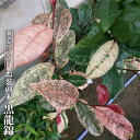 お茶の木 【黒龍錦】 3.5号ポット苗 挿し木 【ハナヒロバリュー】