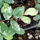 トキワマンサク 【白の峰】 3.5号ポット苗 挿し木 【ハナヒロバリュー】
