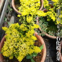 ヒノキ 【石化桧 金芽】 3.5号ポット苗 挿し木 【ハナヒロバリュー】
