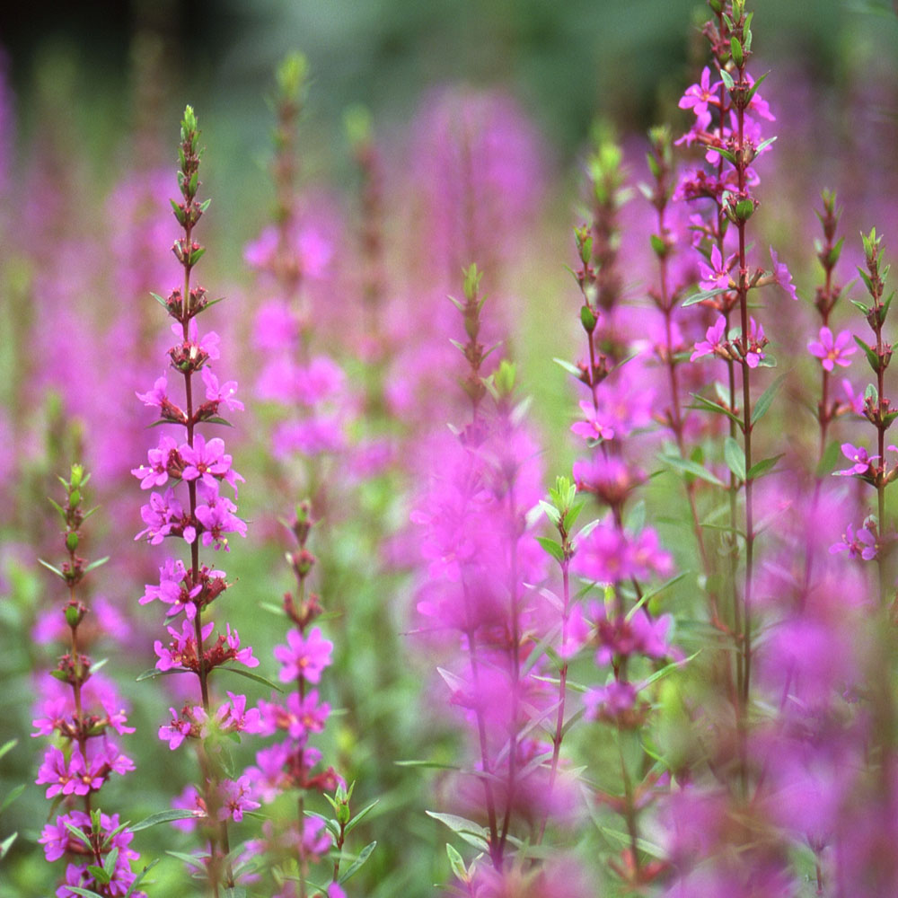 ミソハギ 3号ポット苗のサムネイル