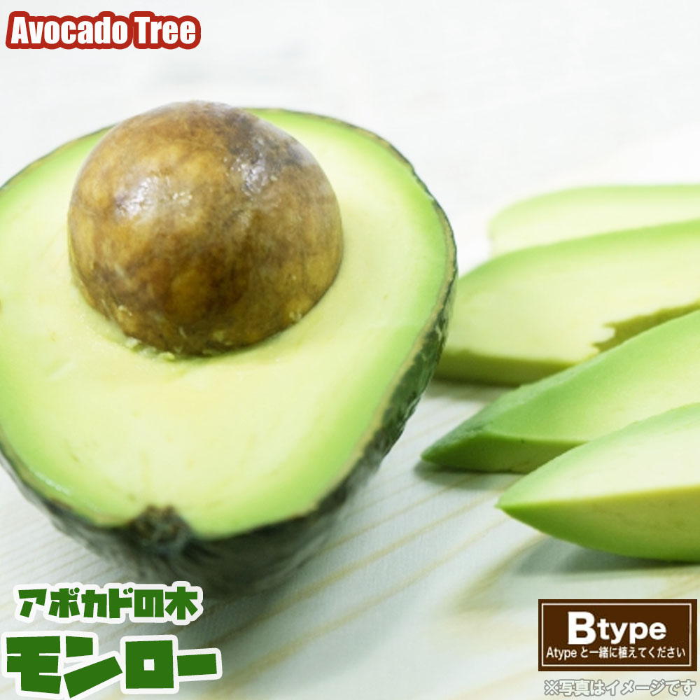 【モンロー種】 アボカド Bタイプ 1年生 接木 苗木のサムネイル