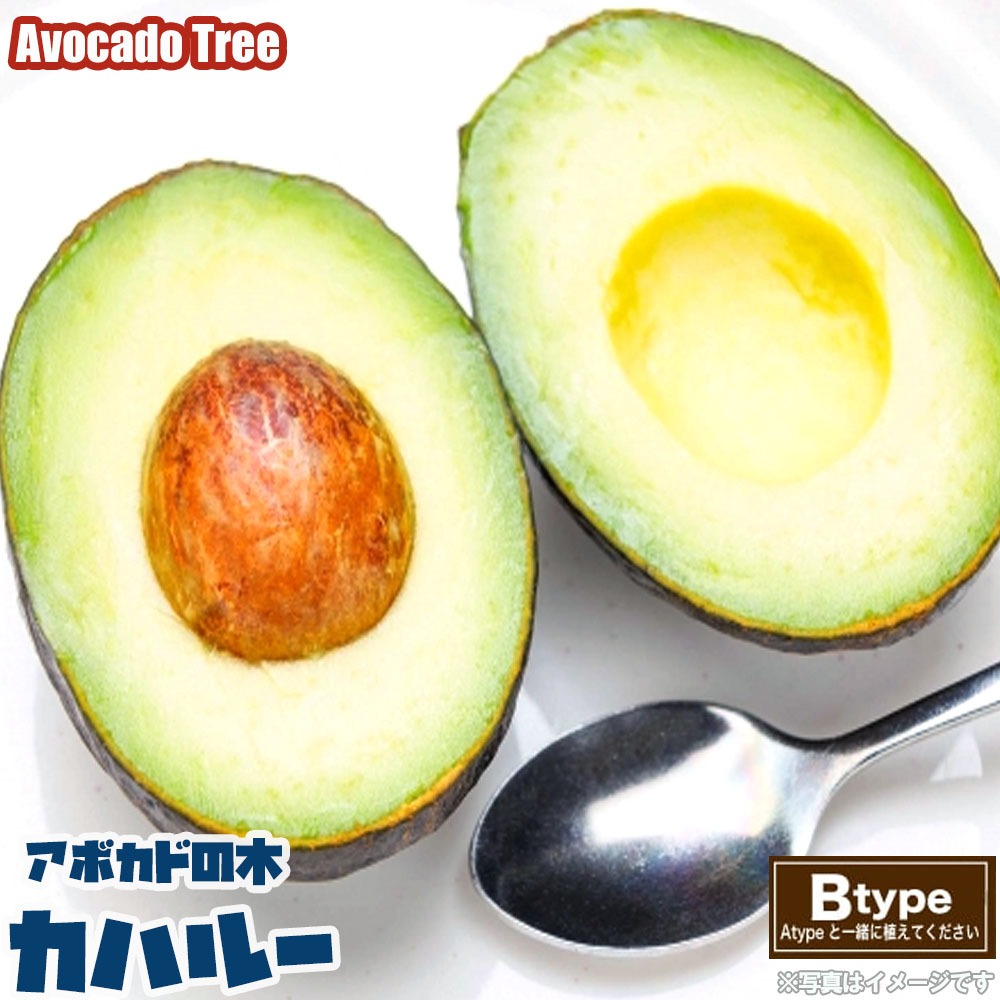 【カハルー種】 アボカド Bタイプ 1年生 接木 苗木のサムネイル