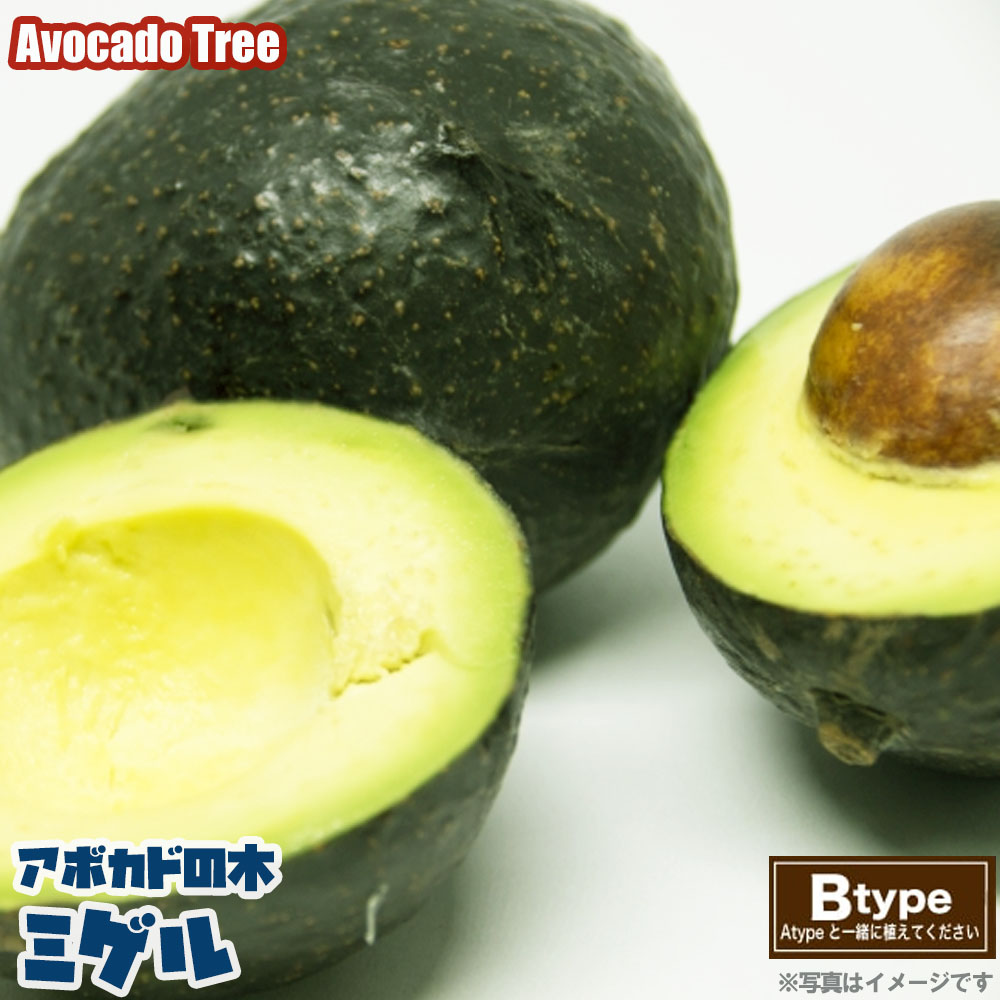 【ミゲル種】 アボカド Bタイプ 1年生 接木 苗木のサムネイル