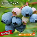 【ジョージアジェム】 サザンハイブッシュ系 3年生接木大苗 ブルーベリー苗木 ブルーインパルス