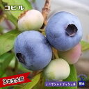 【コビル】 ノーザンハイブッシュ系 3年生接木大苗 ブルーベリー苗木 ブルーインパルス 【予約販売】10月下旬頃入荷予定