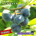 【ハンナチョイス】 ノーザンハイブッシュ系 3年生接木大苗 ブルーベリー苗木 ブルーインパルス