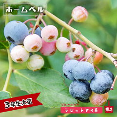 https://thumbnail.image.rakuten.co.jp/@0_mall/hana-online/cabinet/08507942/bb_himebell12a.jpg