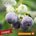 【マグノリア】 サザンハイブッシュ系 3年生接木大苗 ブルーベリー苗木 ブルーインパルス 【予約販売】10月下旬頃入荷予定