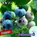 【ネルソン】 ノーザンハイブッシュ系 3年生接木大苗 ブルーベリー苗木 ブルーインパルス 【予約販売】10月下旬頃入荷予定