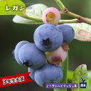 【レガシー】 ノーザンハイブッシュ系 3年生接木大苗 ブルーベリー苗木 :ブルーインパルス 【予約販売】10月下旬頃入荷予定
