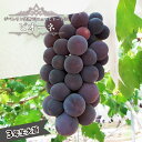 【ピオーネ】 ぶどう 3年生接木1.1m大苗 ウィルスフリー 【産地で剪定済 1.1m苗】