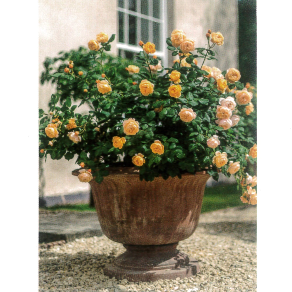 6月4日20時からのセール対象商品 【バラ苗】 ロアルドダール (ER) (大輪 イングリッシュローズ ) 6号ポット 大苗 強健 登録品種・品種登録のサムネイル