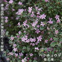 ハクチョウゲ 紫花 【ムラサキハクチョウゲ】 5号ポット苗