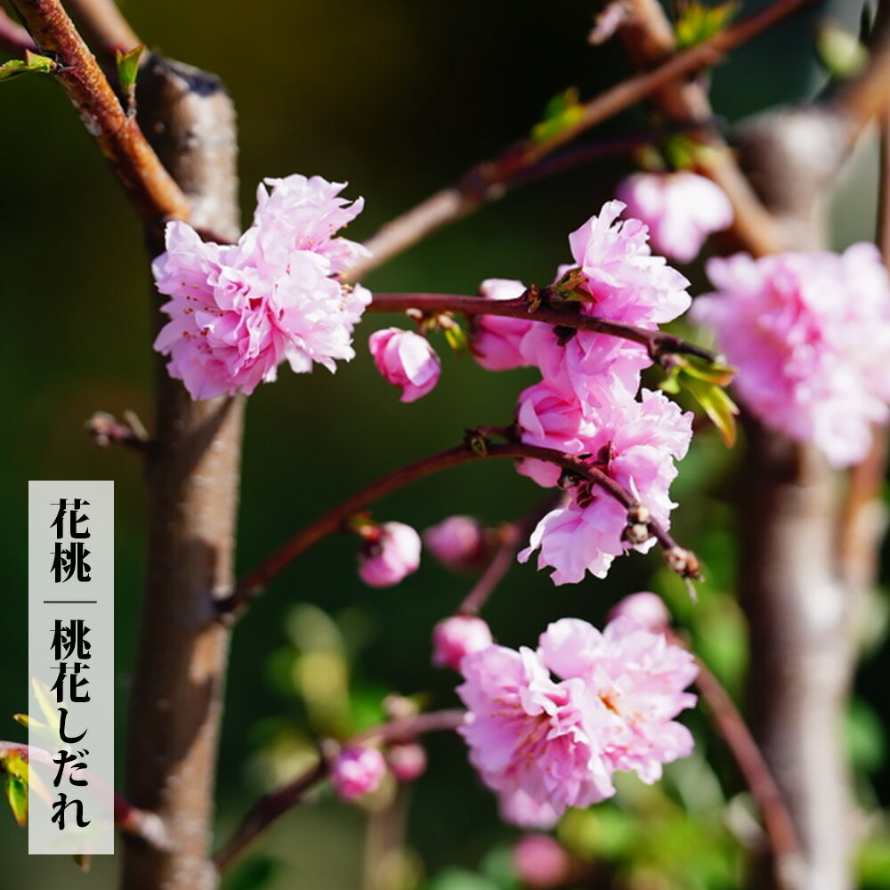 枝垂れハナモモ 【桃花しだれ桃】 1年生 接木苗