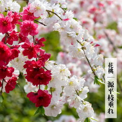 https://thumbnail.image.rakuten.co.jp/@0_mall/hana-online/cabinet/08507942/hanamomo008_01.jpg
