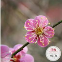 【寒紅梅】 花梅 1年生 接木苗