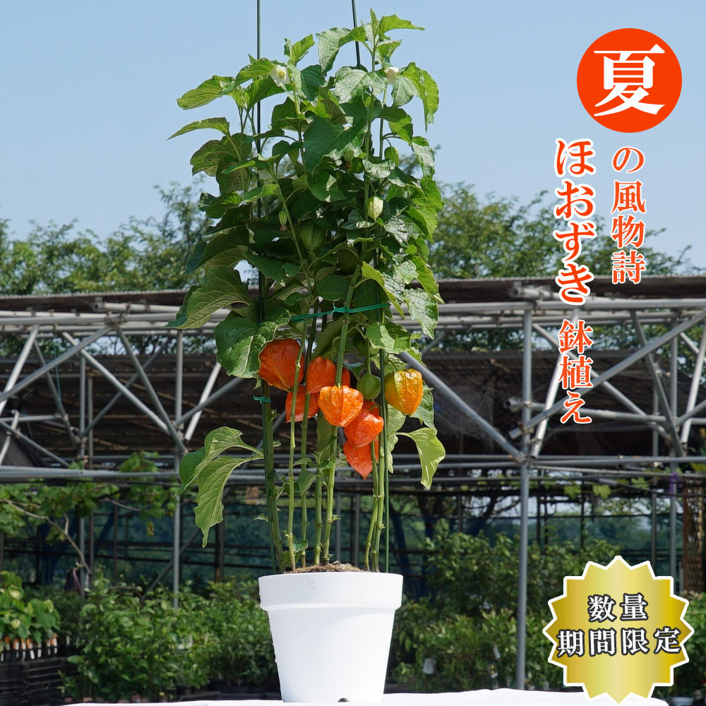 【ほおずき】 6号鉢植え 夏の風物詩のサムネイル