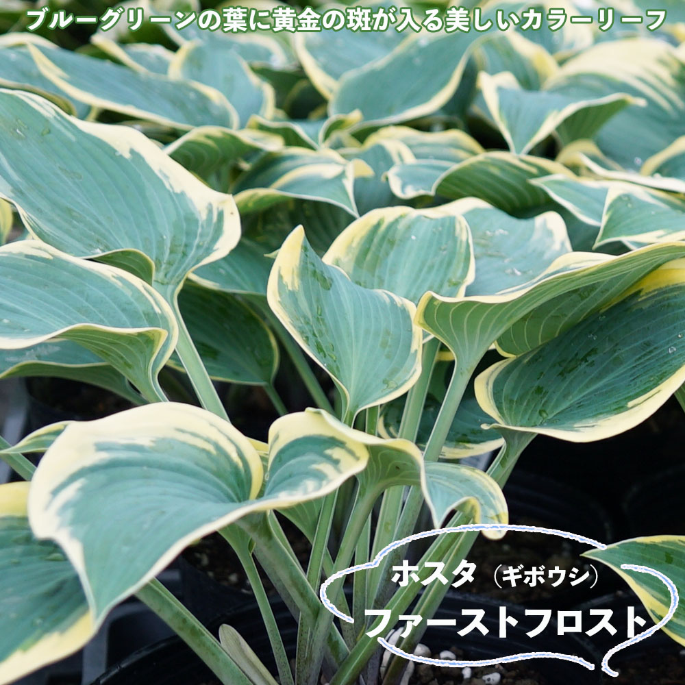 楽天市場】ギボウシ ブルーグリーンの通販