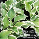 【寒河江】 ギボウシ ホスタ 袋づめ 1株入 (植え付け時期2月下旬まで) 【予約販売】12月中旬頃入荷予定