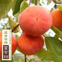 柿の苗木 【富有柿】 完全甘柿 1年生接木苗