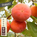 柿の苗木 【富有柿】 完全甘柿 3年生接木大苗 1.1m苗 【産地で剪定済 1.1m苗】 【予約販売】10~11月頃入荷予定