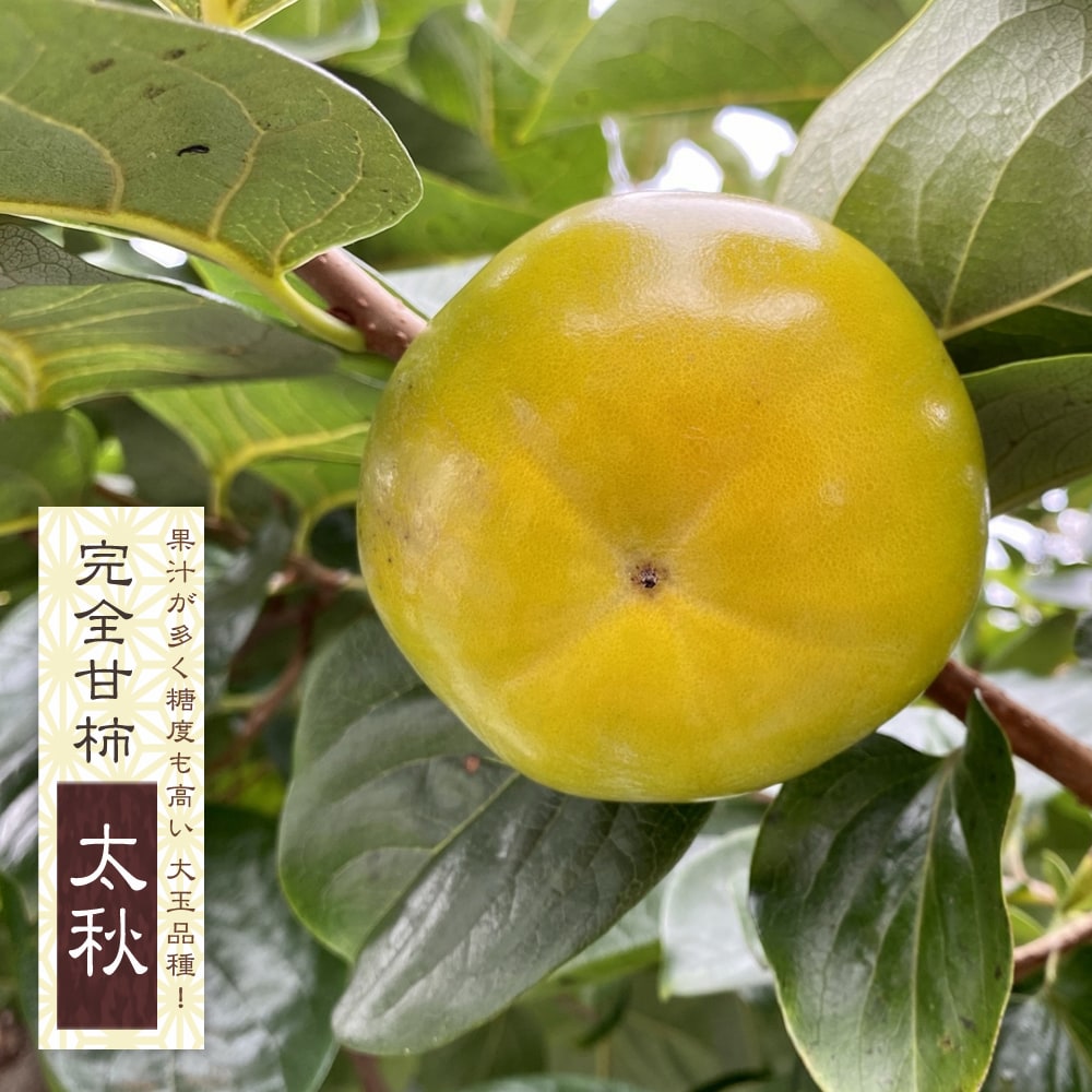 柿の苗木 【太秋柿】 完全甘柿 1年