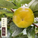楽天スーパーセール対象商品 柿の苗木 【太秋柿】 完全甘柿 1年生接木苗