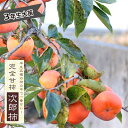 柿の苗木 【次郎柿】 完全甘柿 3年生接木大苗 1.1m苗 【産地で剪定済 1.1m苗】 【予約販売】10~11月頃入荷予定