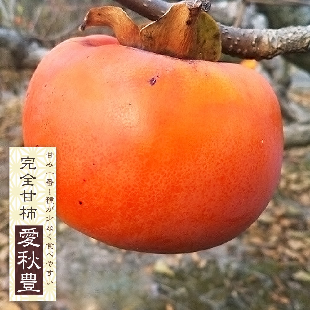 柿の苗木 【愛秋豊】 完全甘柿 1年生接木苗