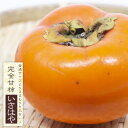柿の苗木 【いさはや】 完全甘柿 2年生接木 スリット鉢植え 苗木 ■限定販売■ 【予約販売】10~11月頃入荷予定