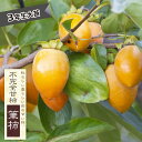 柿の苗木 【筆柿】 不完全甘柿 3年生接木大苗 1m苗 【産地で剪定済 1.0m苗】 【予約販売】10~11月頃入荷予定