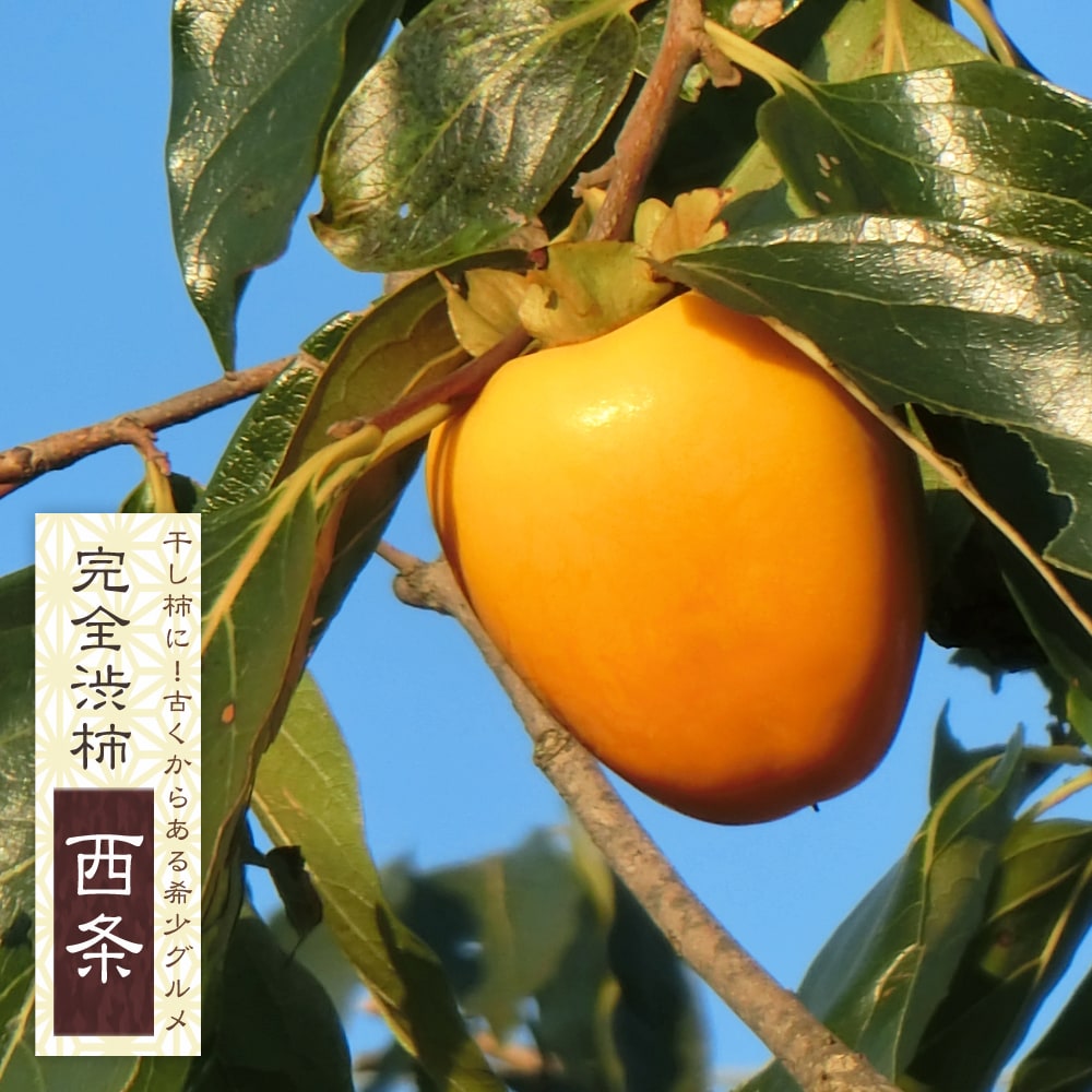 【西条柿】 完全渋柿 1年生接木苗のサムネイル