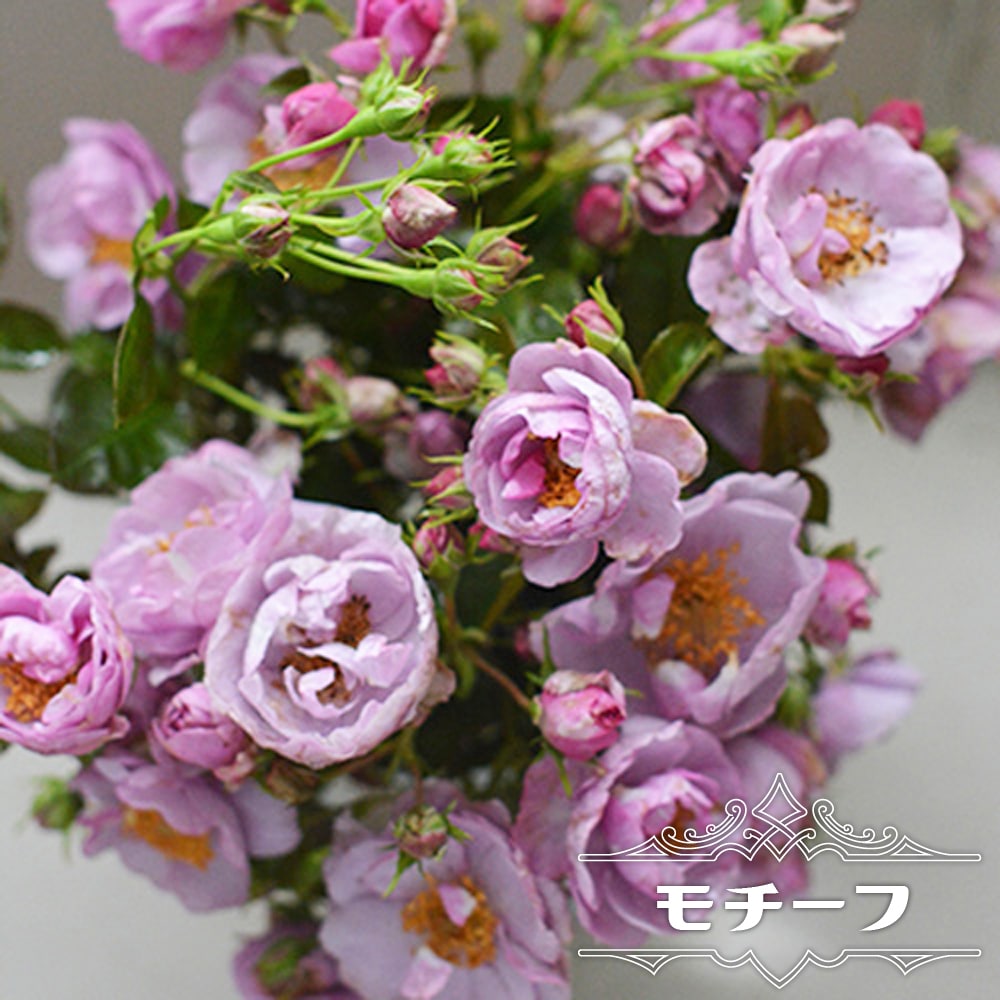 楽天市場】切り花向き バラ苗(ガーデニング・農業|花 楽天市場】切り花向き バラ苗(ガーデニング・農業|花