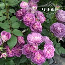 【バラ苗】 リナルド 2年生大苗 シェラブ 【河本バラ園】 四季咲き 紫 複色 薔薇 バラ苗木 【予約販売】12月~翌年1月頃入荷予定