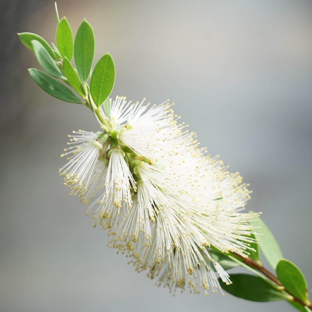 【ホワイトアンザック】 金宝樹（キンポウジュ） ブラシノキ カリステモン 5号ポット苗