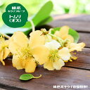 キウイ 苗 【トムリ】 緑実キウイの