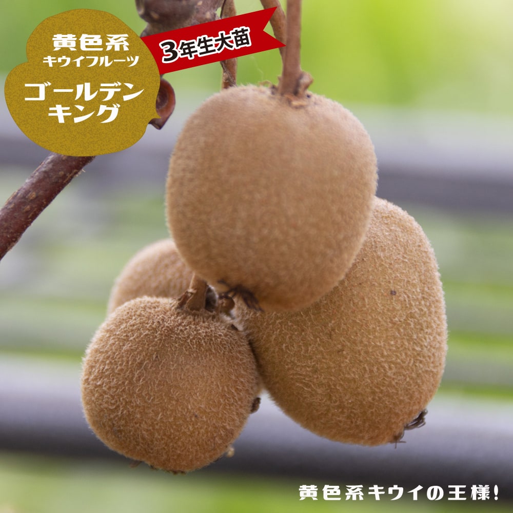   ڥǥ󥭥󥰡 ϥ᥹ 3ǯ 1m ڻϤ 1.0mġ