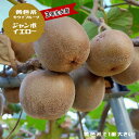 キウイ 苗 【ジャンボイエロー】 黄色系メス 3年生長尺大苗 接木 【大型宅配便】 北海道・沖縄・離島不可