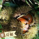 栗 苗木 【がんね栗 (岸根)】 1年生接木苗