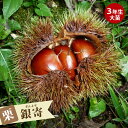 栗 苗木 【銀寄】 3年生接木大苗 1m苗 【産地で剪定済 1.0m苗】 【予約販売】10~11月頃入荷予定